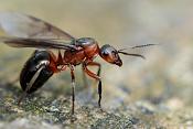 rode bosmier (formica rufa)